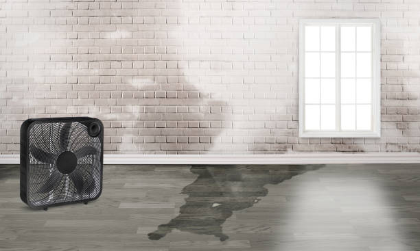 Best Local water damage restoration  in Goulding, FL